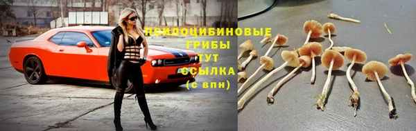 гидра Алексеевка